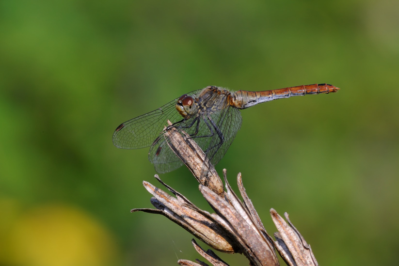 Libellula da ID - Sympetrum sanguineum